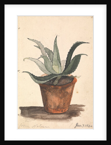 A Flower pot with a cactus growing in it inscribed, 'from nature' by Edward William Cooke
