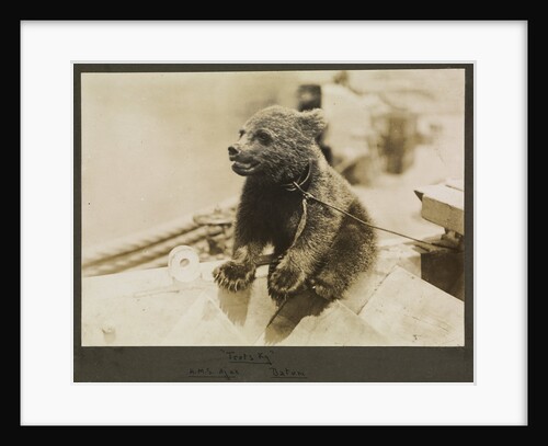 Photograph of the mascot bear cub 'Trotsky', on HMS 'Ajax' 1921. From an album relating to the naval career of Philip F. P. Blackwell, 1920-1922 by Philip F. P. Blackwell