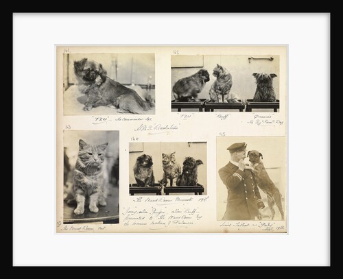 Cats and dogs 'Tzu, buff, Queenie and Gaby' July 1918, from an album relating to the career of Lt. Cdr. Herbert Allen Slade, RN, 1908-1918. by Lt. Cdr. Herbert Allen Slade