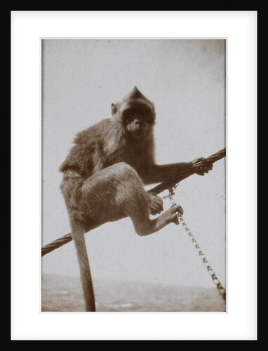 Photograph of a monkey, from an album relating to the naval service of Arthur Bedworth in the Merchant Navy as a radio officer by Arthur Bedworth