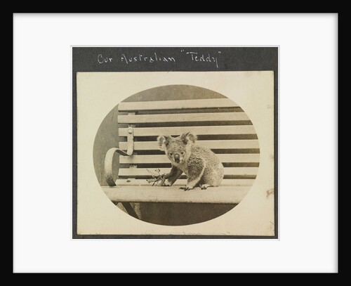 Our Australian 'Teddy'  koala, on the TSS 'Demosthenes' (1911) by John Rodolph Peronet Thompson