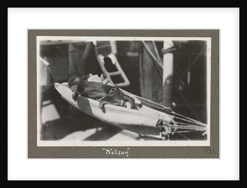 Service career of Lieutenant V. N. Surtees 1926-8 in HMS 'Emerald' (1920). 'Nelson' monkey in hammock, page 171 by Lieutenant V. N. Surtees