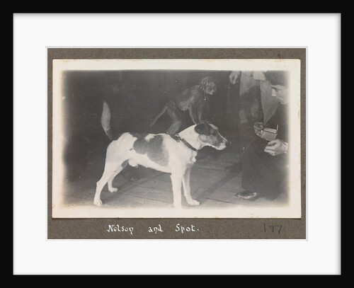 Service career of Lieutenant V. N. Surtees 1926-8 in HMS 'Emerald' (1920). 'Nelson and Spot' monkey on dog's back, page 177 by Lieutenant V. N. Surtees