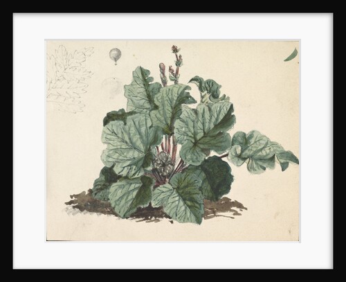 Rhubarb plant by Edward William Cooke