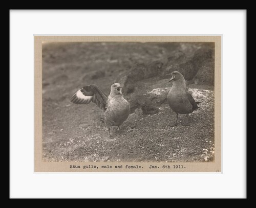 Male and female Skua Gulls by Herbert George Ponting