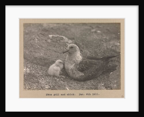 A Skua Gull with their chick by Herbert George Ponting