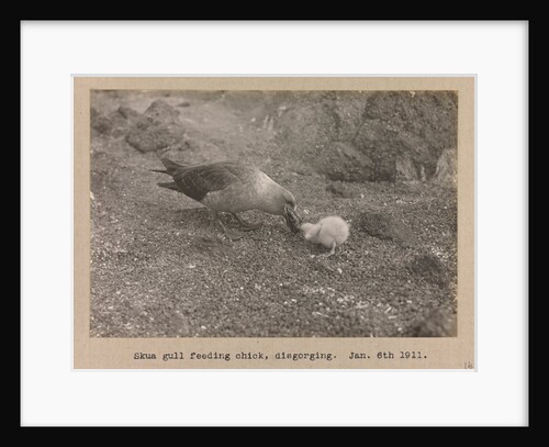 A Skua Gull regurgitating food for their chick by Herbert George Ponting