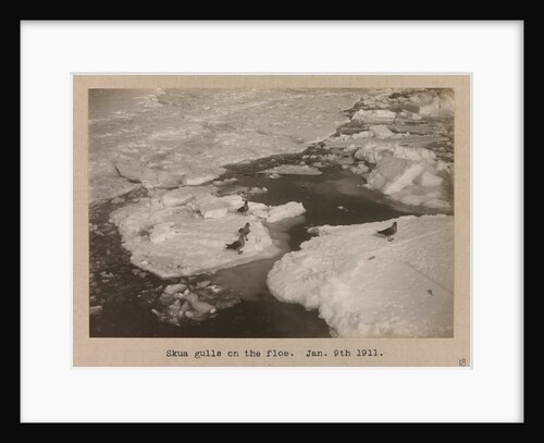 Skua Gulls on the breaking ice floes by Herbert George Ponting
