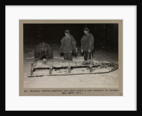 Dr. Wilson, Cherry-Garrard and Ford with a sea leopard on sledge by Herbert George Ponting