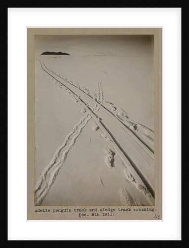 Adelie penguin track and sledge track crossing by Herbert George Ponting