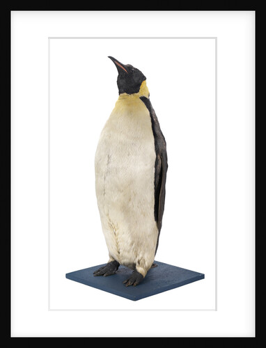 Stuffed Emperor penguin by Dr. Edward Wilson