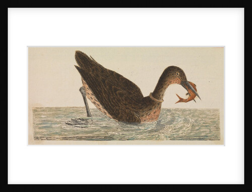 The Empire of China & Japan - Bird catching a fish in the water by Thomas Pennant