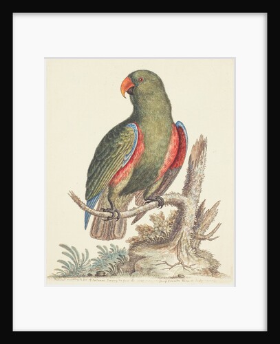 The Empire of China & Japan - Green parrot by Thomas Pennant