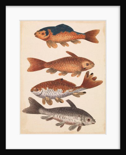 The Empire of China & Japan - Four Koi Fish by Thomas Pennant