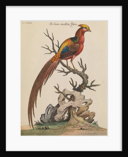 Golden Pheasant by Thomas Pennant