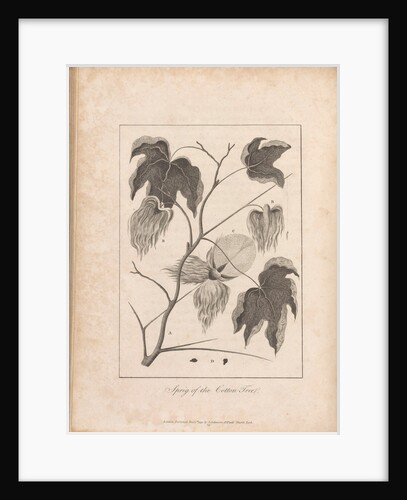 Illustration of the sprig of the Cotton Tree. Opposite P223 Vol.1 by Unknown