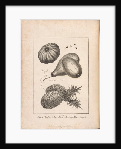 The illustration of the Musk, Melon and Pineapple opposite Page 221 Vol II by Unknown
