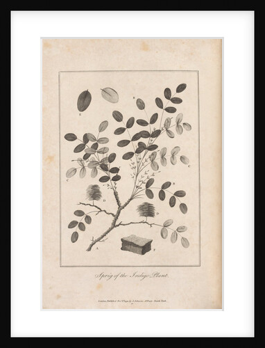 Illustration of the Sprig of the Indigo Plant, opposite p.314, Vol II by Unknown