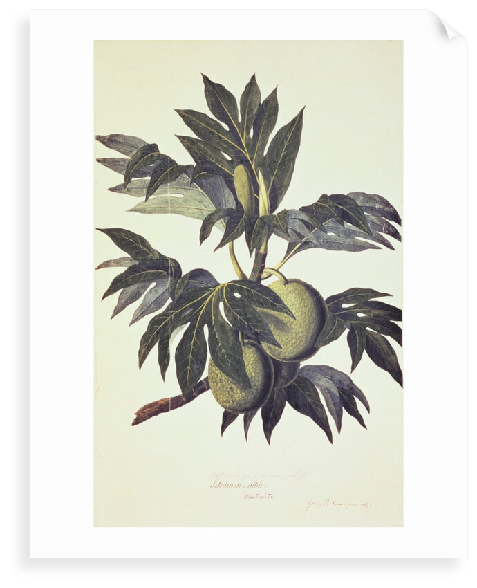A branch of the bread fruit tree with fruit by John Miller [engraver]