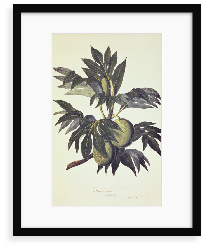 A branch of the bread fruit tree with fruit by John Miller [engraver]