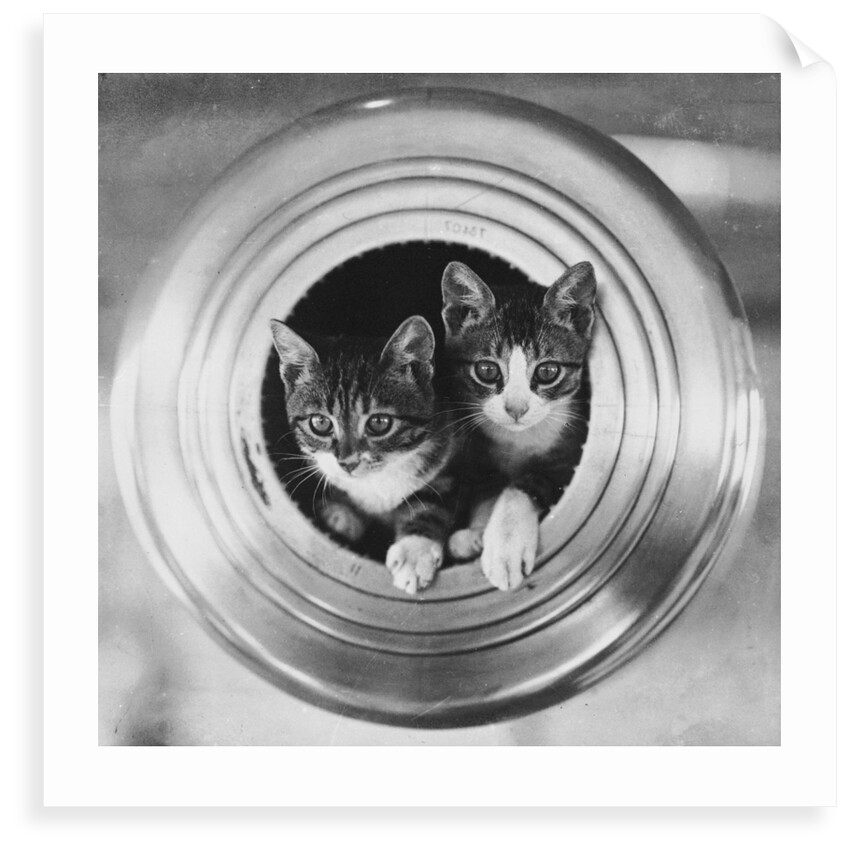 Cats on board the cruiser HMS 'Hawkins' by unknown