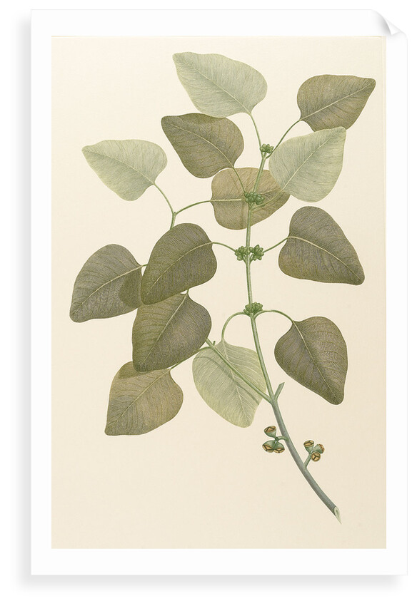 Eucalyptus alba by Alecto