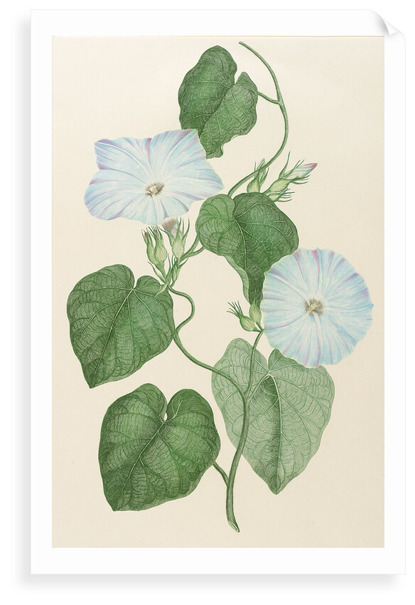 Impoea indica by Alecto