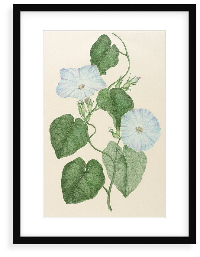 Impoea indica by Alecto