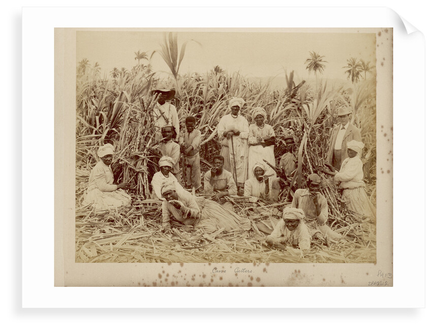 Sugar-cane cutters in Jamaica by unknown