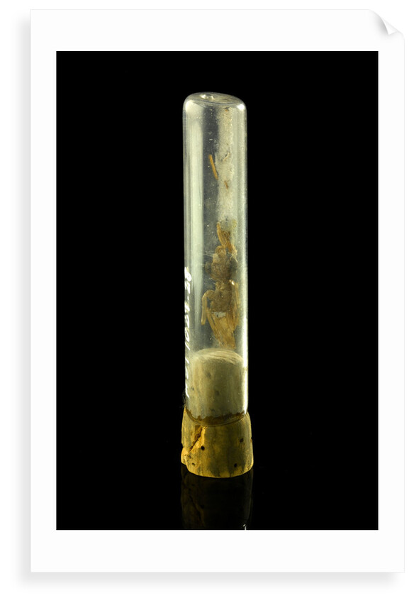 Specimen tube by unknown