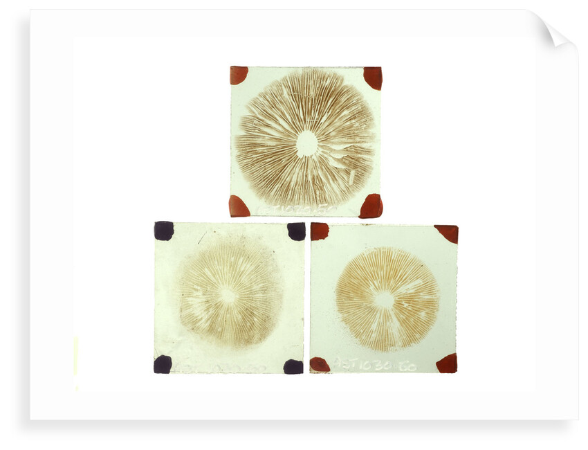 Three sealed microscope slides of an unidentified vegetable by unknown