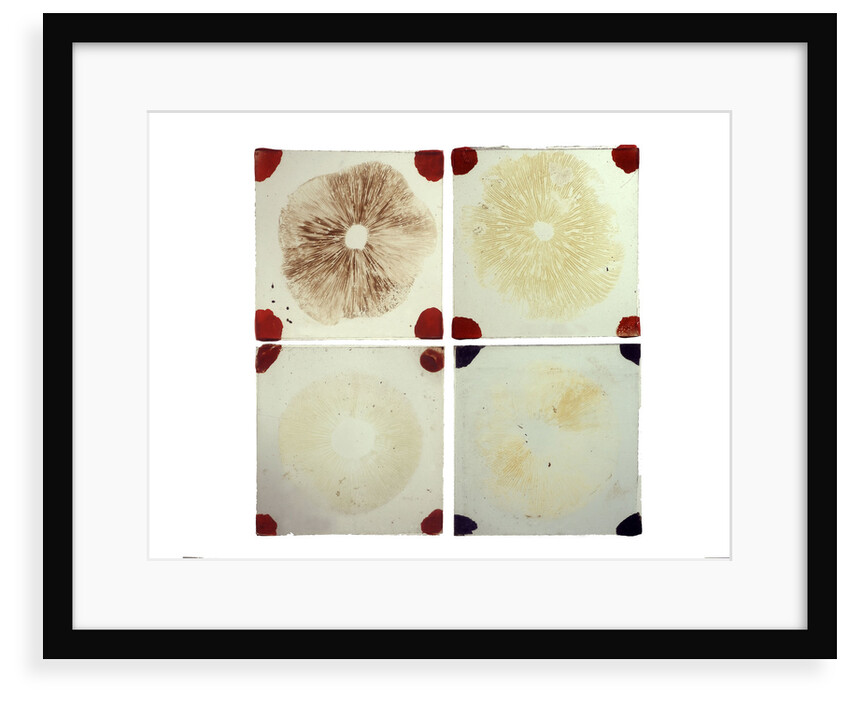 Four microscope slides showing an object similar to those marked AST103950 by unknown