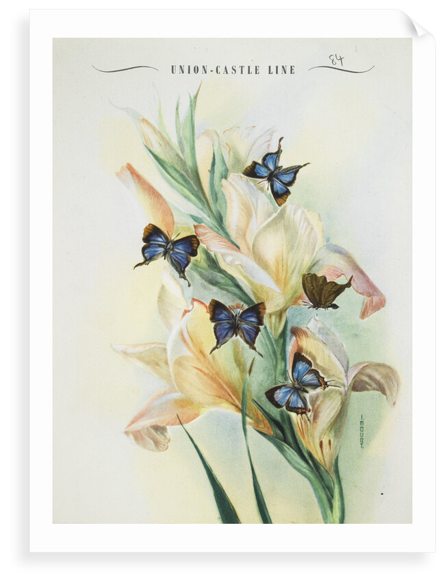 Front cover of Union Castle Line menu, depicting Rhodesian butterflies and moths by unknown