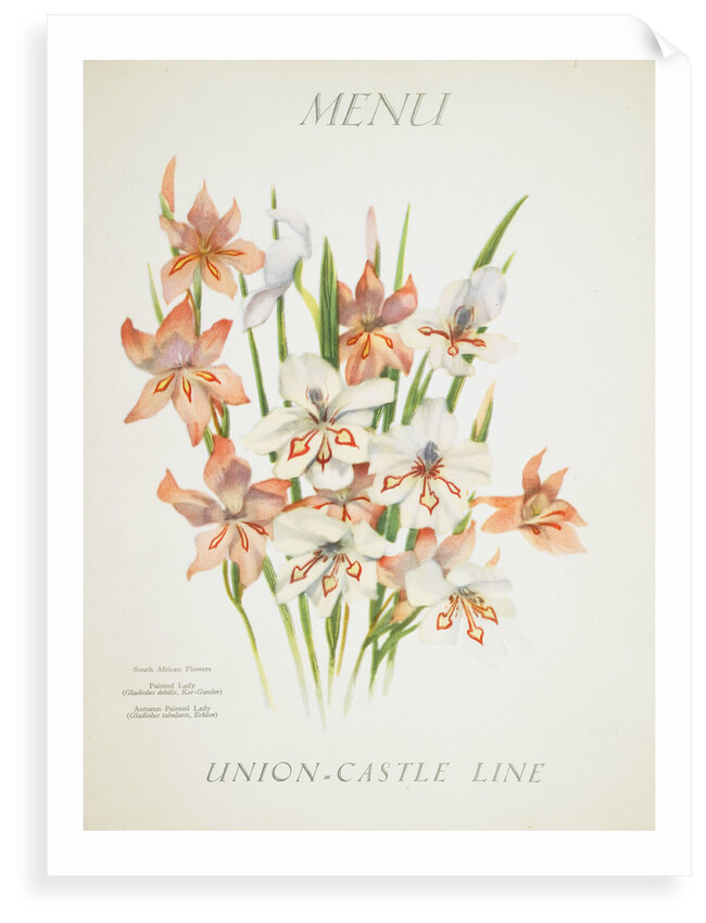 Front cover of Union Castle Line menu from RMS 'Pretoria', depicting South African flowers by unknown