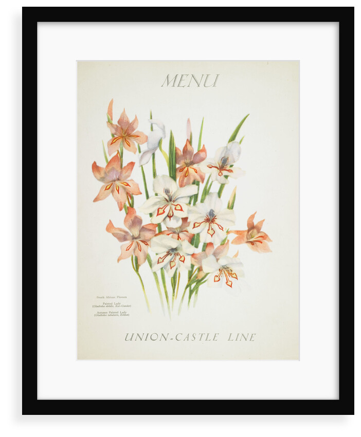 Front cover of Union Castle Line menu from RMS 'Pretoria', depicting South African flowers by unknown