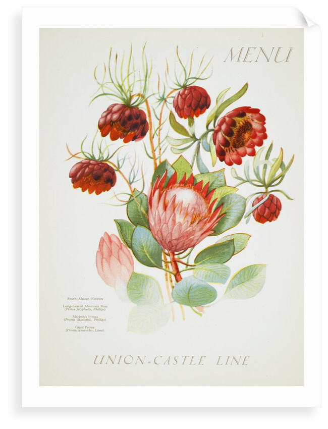 Front cover of Union Castle Line menu from Stirling Castle, depicting South African flowers by unknown