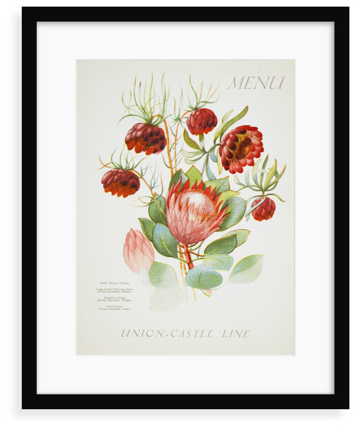 Front cover of Union Castle Line menu from Stirling Castle, depicting South African flowers by unknown