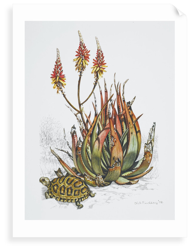 Front cover of Union Castle Line menu, depicting aloe plant and tortoise by Dick Findley