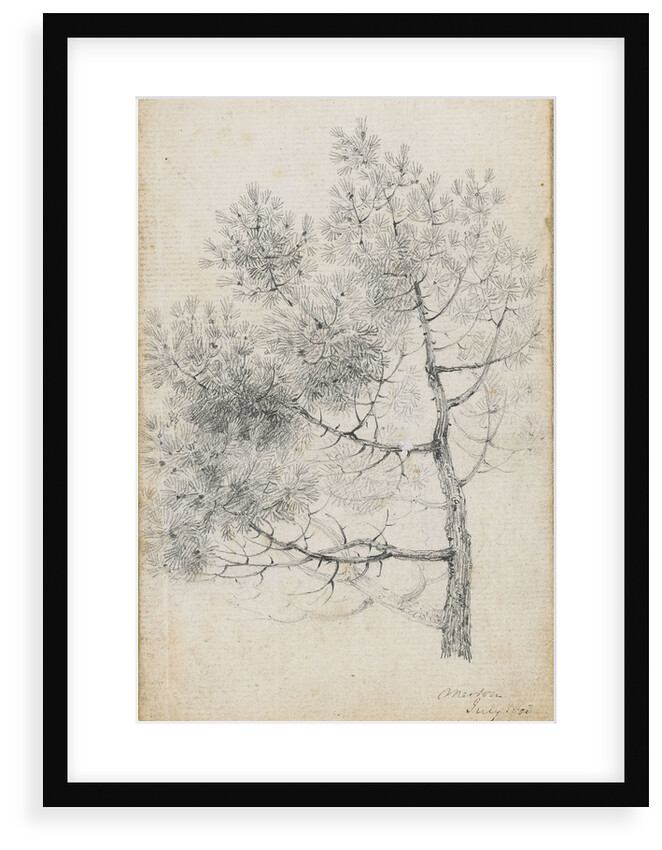 Study of a pine tree at Merton (recto) by Thomas Baxter