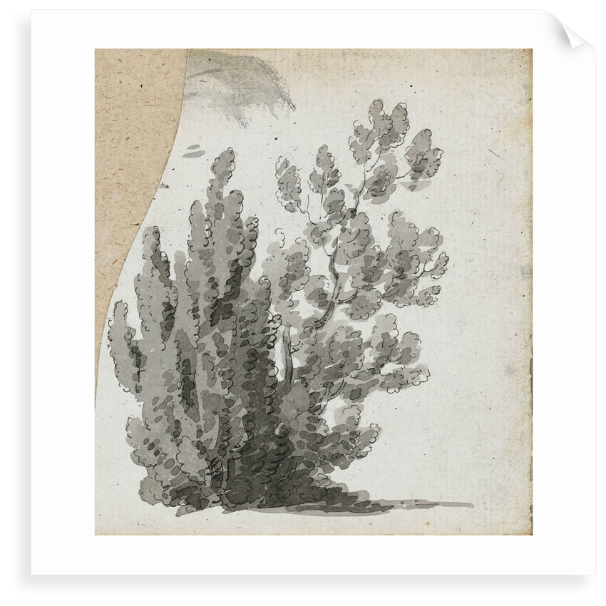 A study of a shrub by Thomas Baxter