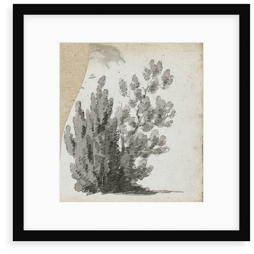 A study of a shrub by Thomas Baxter