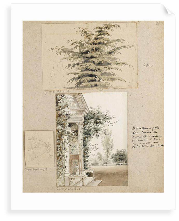 Study of a cedar tree by Thomas Baxter
