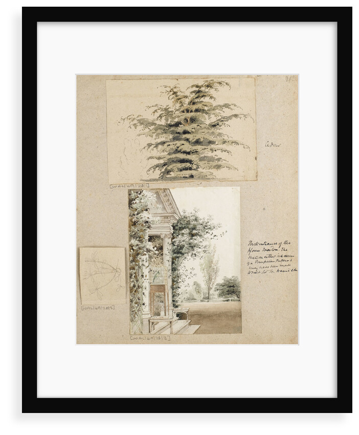 Study of a cedar tree by Thomas Baxter