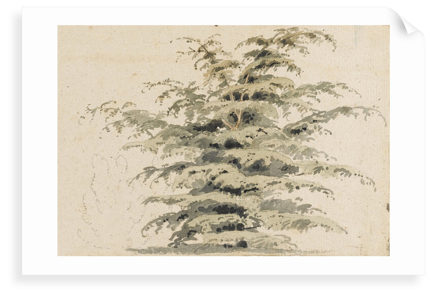 Study of a cedar tree by Thomas Baxter