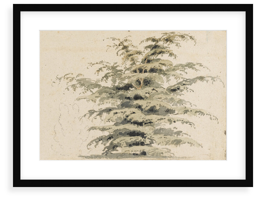 Study of a cedar tree by Thomas Baxter