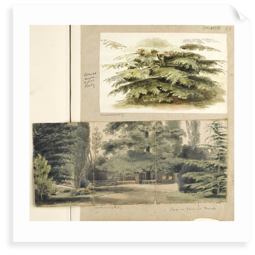 A study of a Cedar tree at Merton by Thomas Baxter