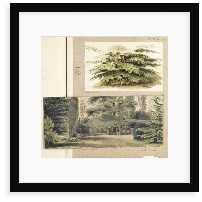 A study of a Cedar tree at Merton by Thomas Baxter