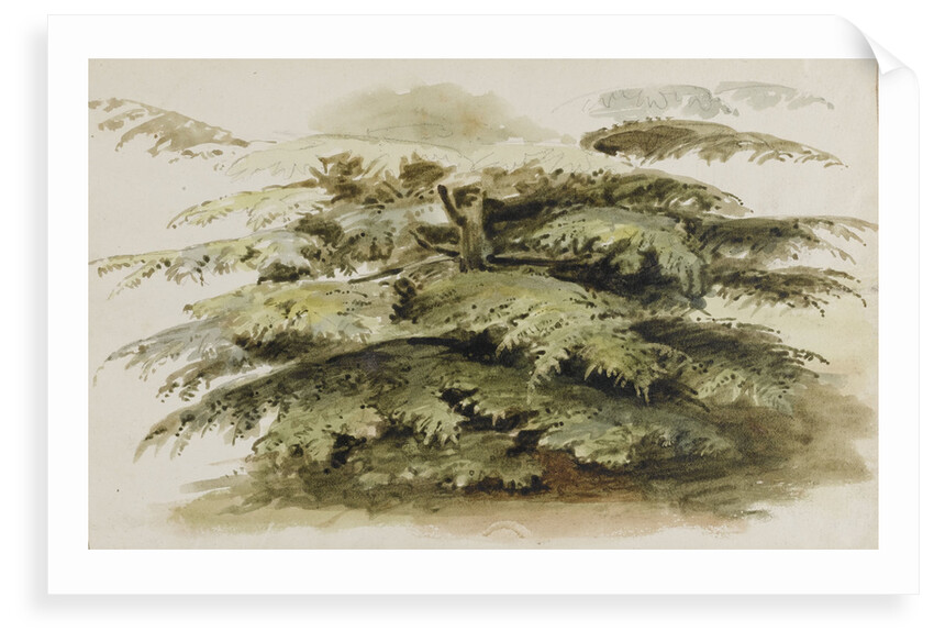 A study of a Cedar tree at Merton by Thomas Baxter