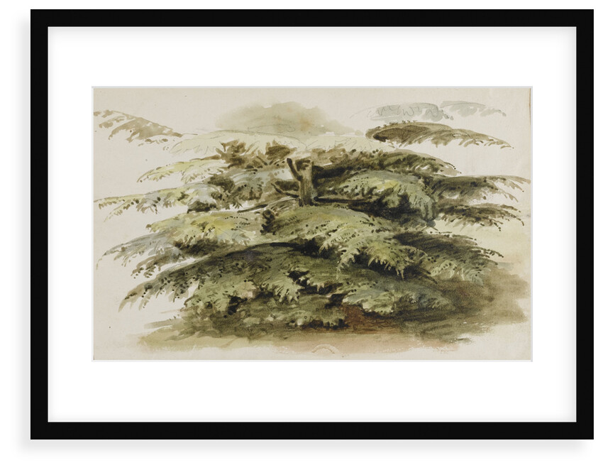 A study of a Cedar tree at Merton by Thomas Baxter