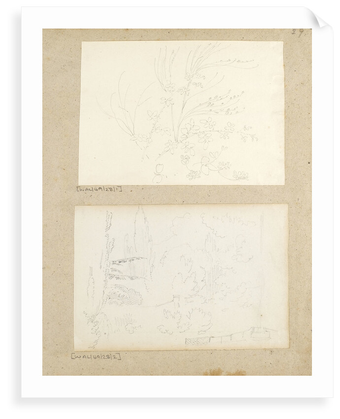 Studies of garden plants including rose foliage and honeysuckle by Thomas Baxter